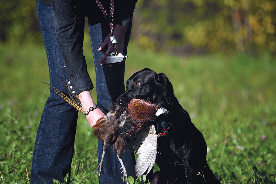 what are bird dogs good for