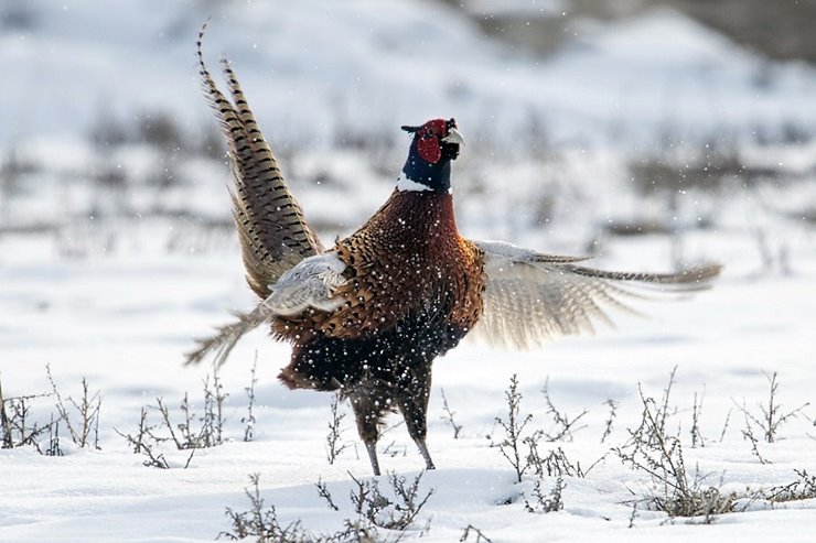 The Re-Appearing Pheasant [Day 2]