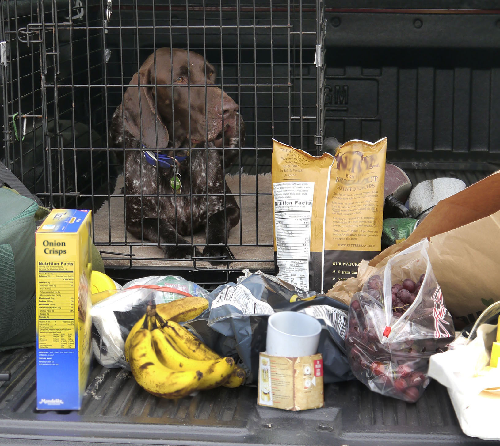 are crisps bad for dogs