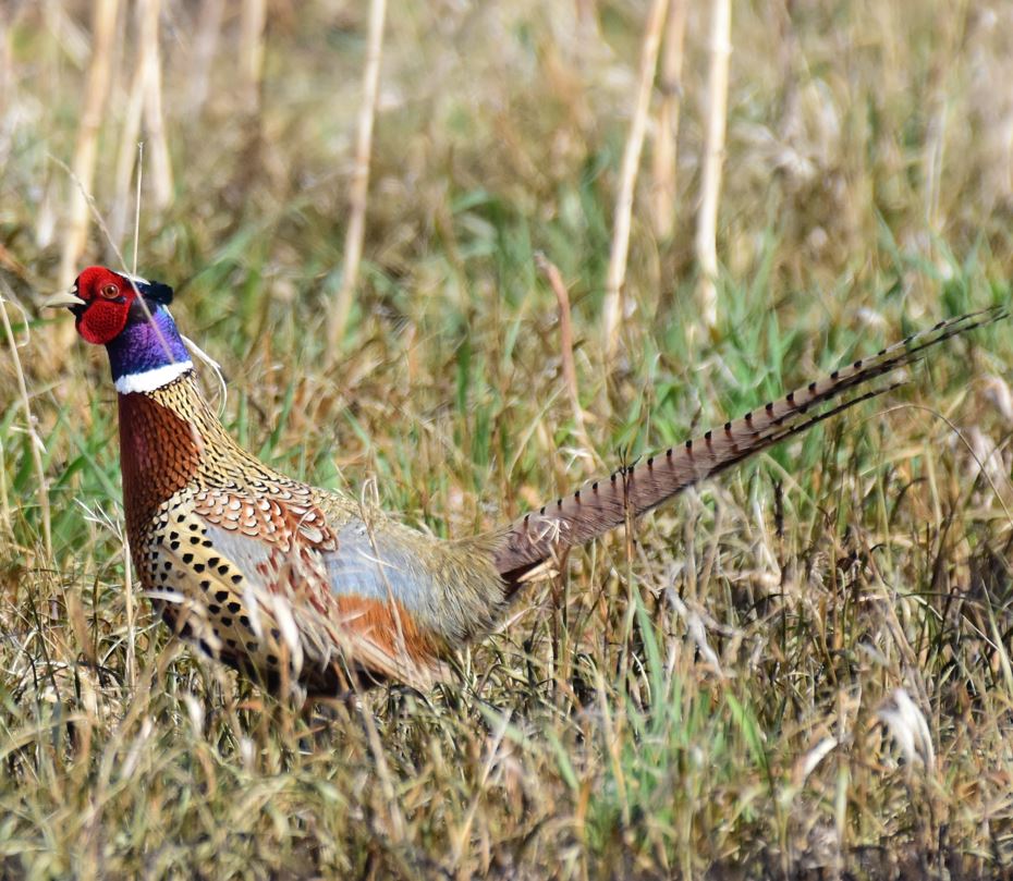  <h2>SD Full Strut</h2>Is there anything more colorful than a mature, ring-necked rooster pheasant in the springtime? We don't think so!<br />
<br />
This photo was snapped by Tom Koerner of the U.S. Fish and Wildlife Service at LaCreek National Wildlife Refuge in South Dakota.