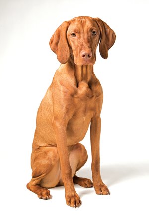 Vizla1.jpg