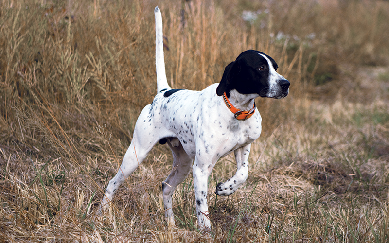 Putting your dogs through 'summer school' also tells you where the birds are located for hunting season.