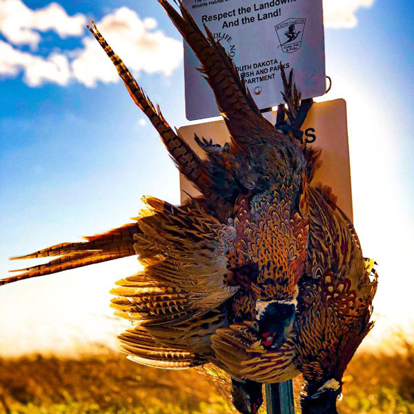  <h2>Walk-In Gold</h2>Pheasants Forever supporter Tim Brown submitted this photo from somewhere, South Dakota.<br />
<br />
With more than 1 million acres of private lands enrolled in the state's Walk-In Area program, we hope to duplicate more of these pictures for the season ahead!