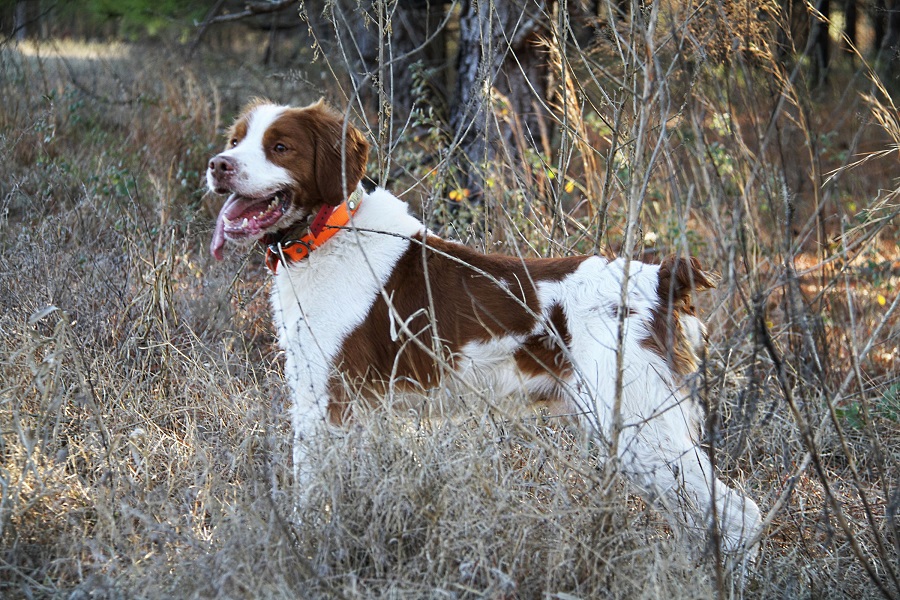 brittany dog height