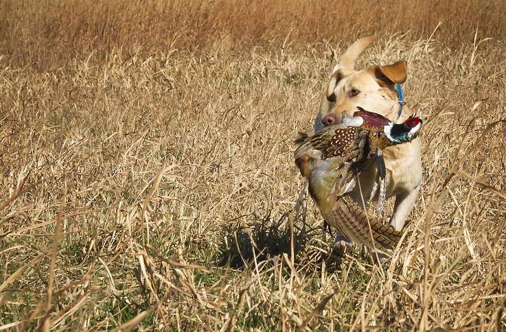 c48c2a6c-b5a6-4e71-ba18-225cb692db22