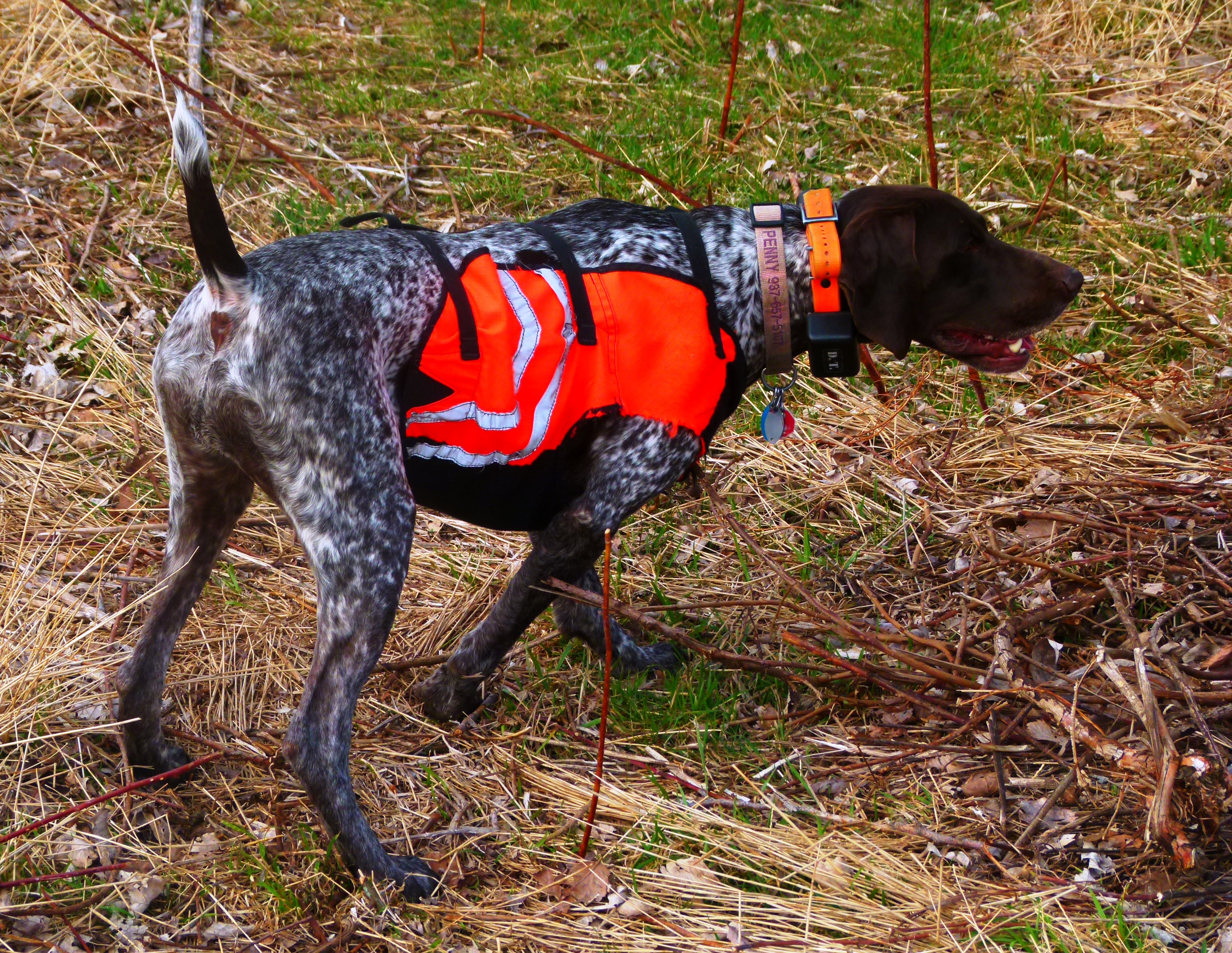 rehome german shorthaired pointer