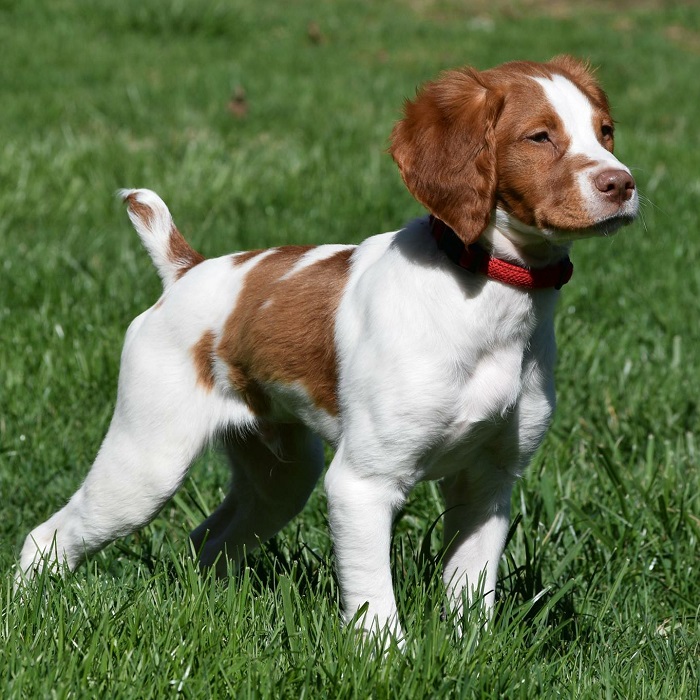 Presents Dog Of The Day