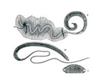parasite-4.png parasite-4.png