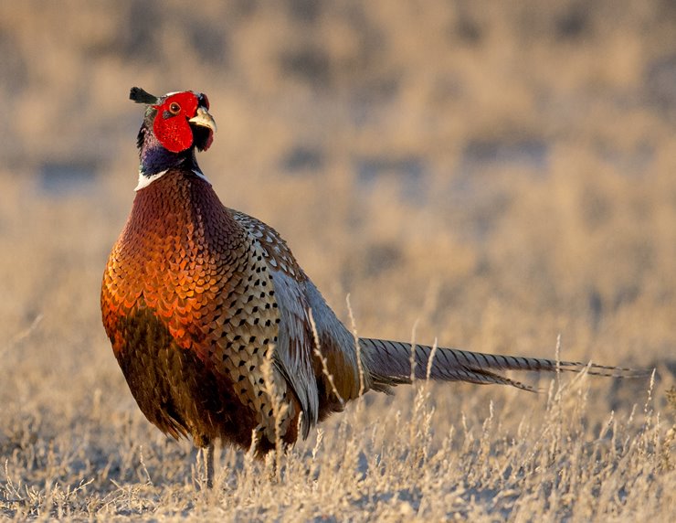 Pheasant  Missouri Department of Conservation