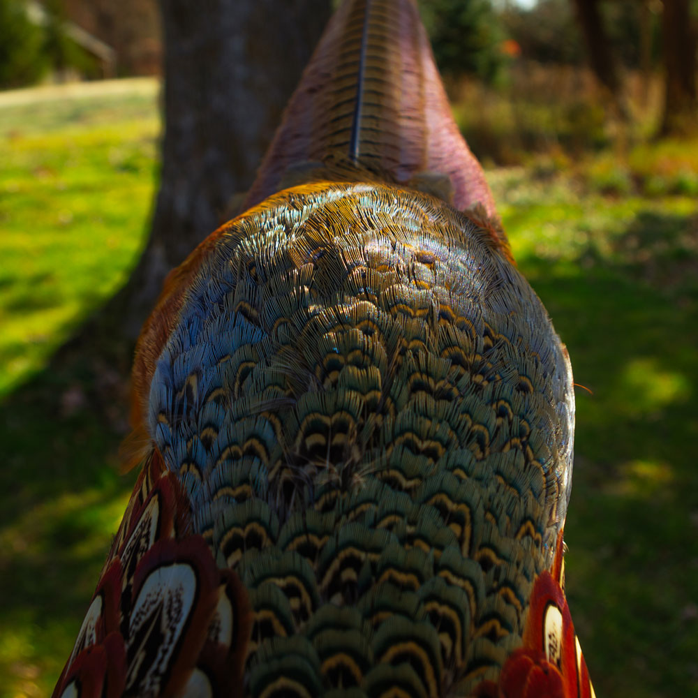  <h2>Brilliant Fall Hues</h2>Iowa's Alex Jacobson submitted this photo of an early season rooster harvested in Hawkeye Country in 2020.<br />
<br />
In the upland world, we think a ring-necked rooster pheasant takes the cake for most beautiful bird...but then again, we might be biased!