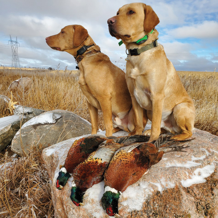 Black lab hot sale pheasant hunting