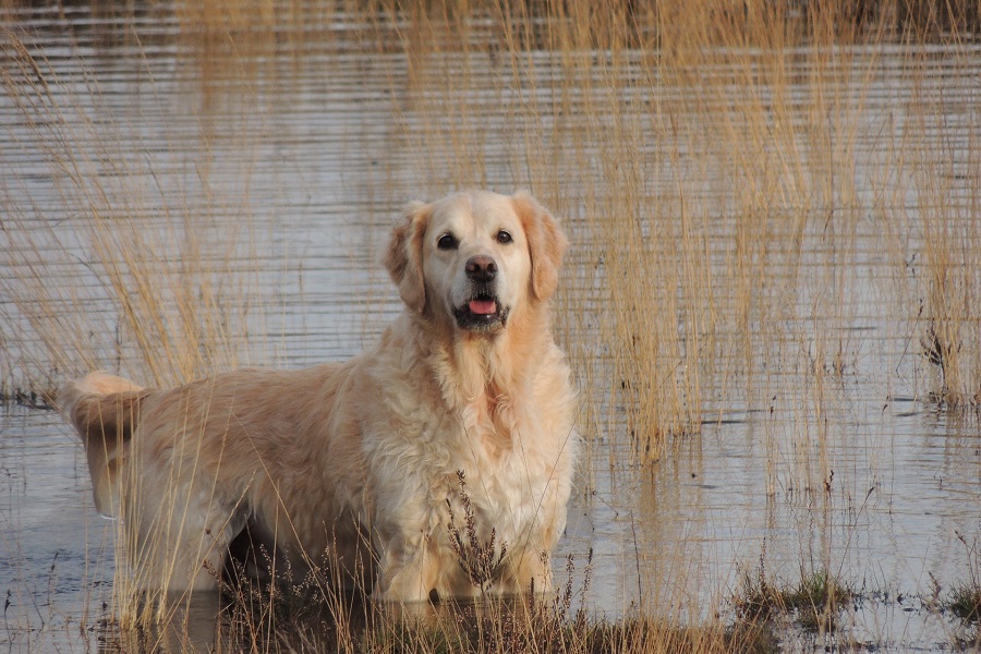 golden retriever with birds