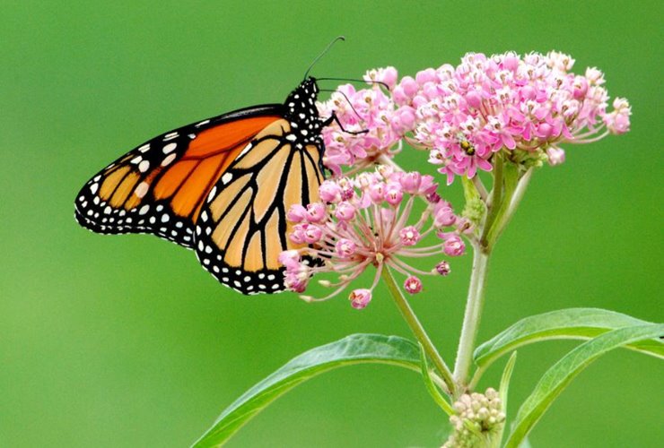 monarch butterflies on milkweed