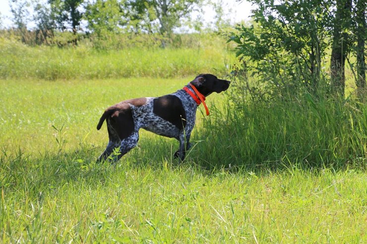 Can You Train A Dog To Find Morel Mushrooms