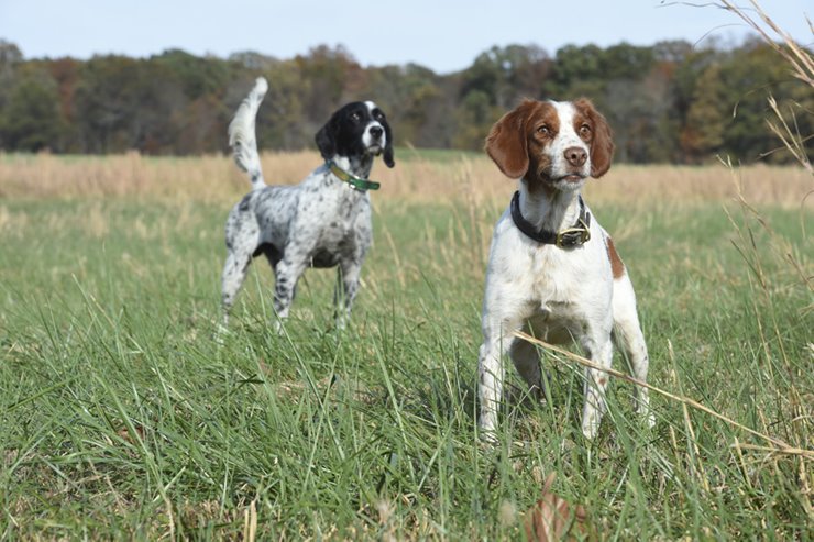 pheasant hunting dogs