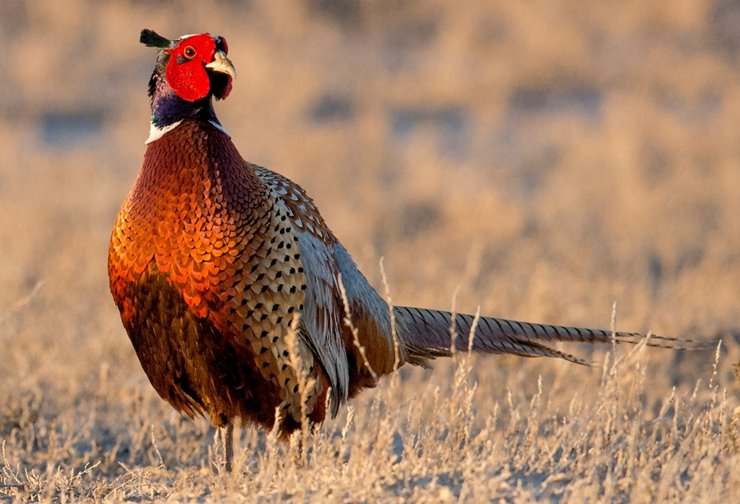 Pheasant hunt still provides unique experience