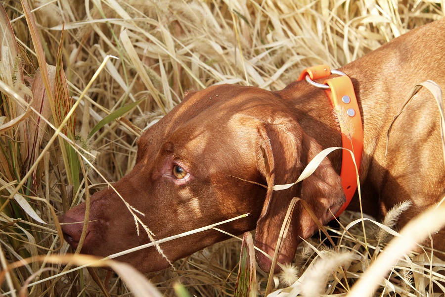 vizsla hunting dog