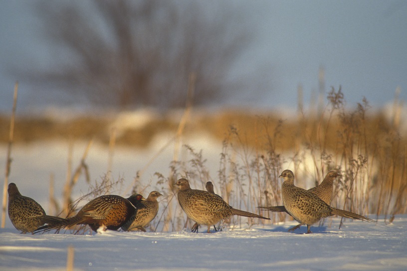 Winter habitat includes grass cover for roosting at night, trees and shrubs to loaf in during the day, and food.