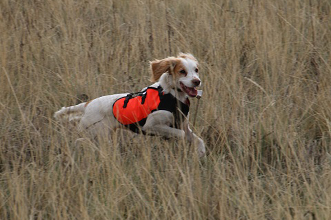 English-Cocker-Spaniel