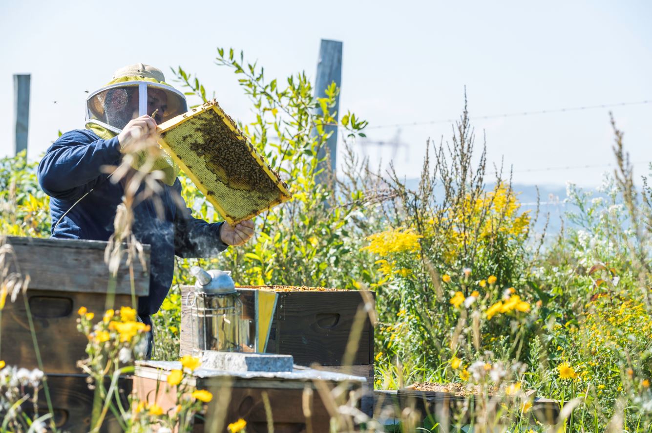 A beekeeper tends his hives, surrounded by wildlflowers. A beekeeper tends his hives, surrounded by wildlflowers.
