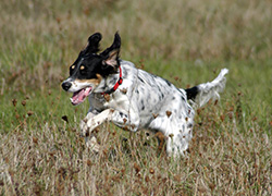 Bird Dog Breeds