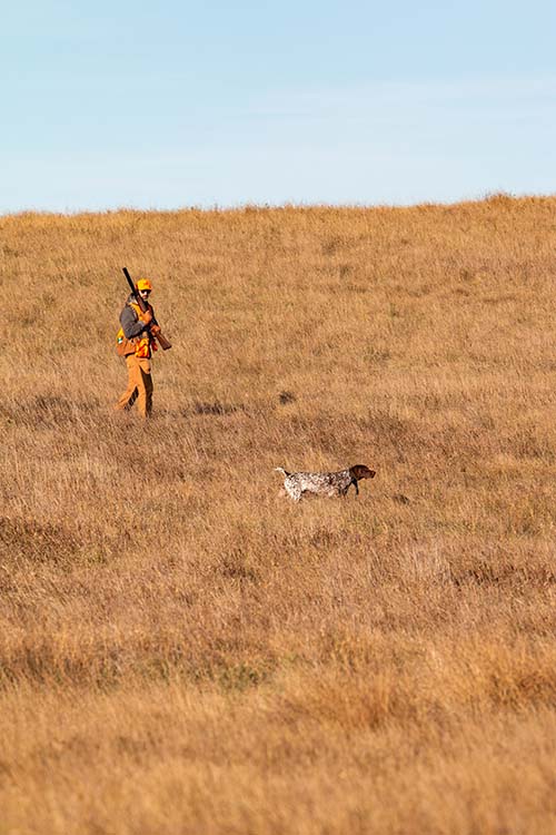 Marissa Jensen’s GSP, Reece, showing off with a stylish point.
