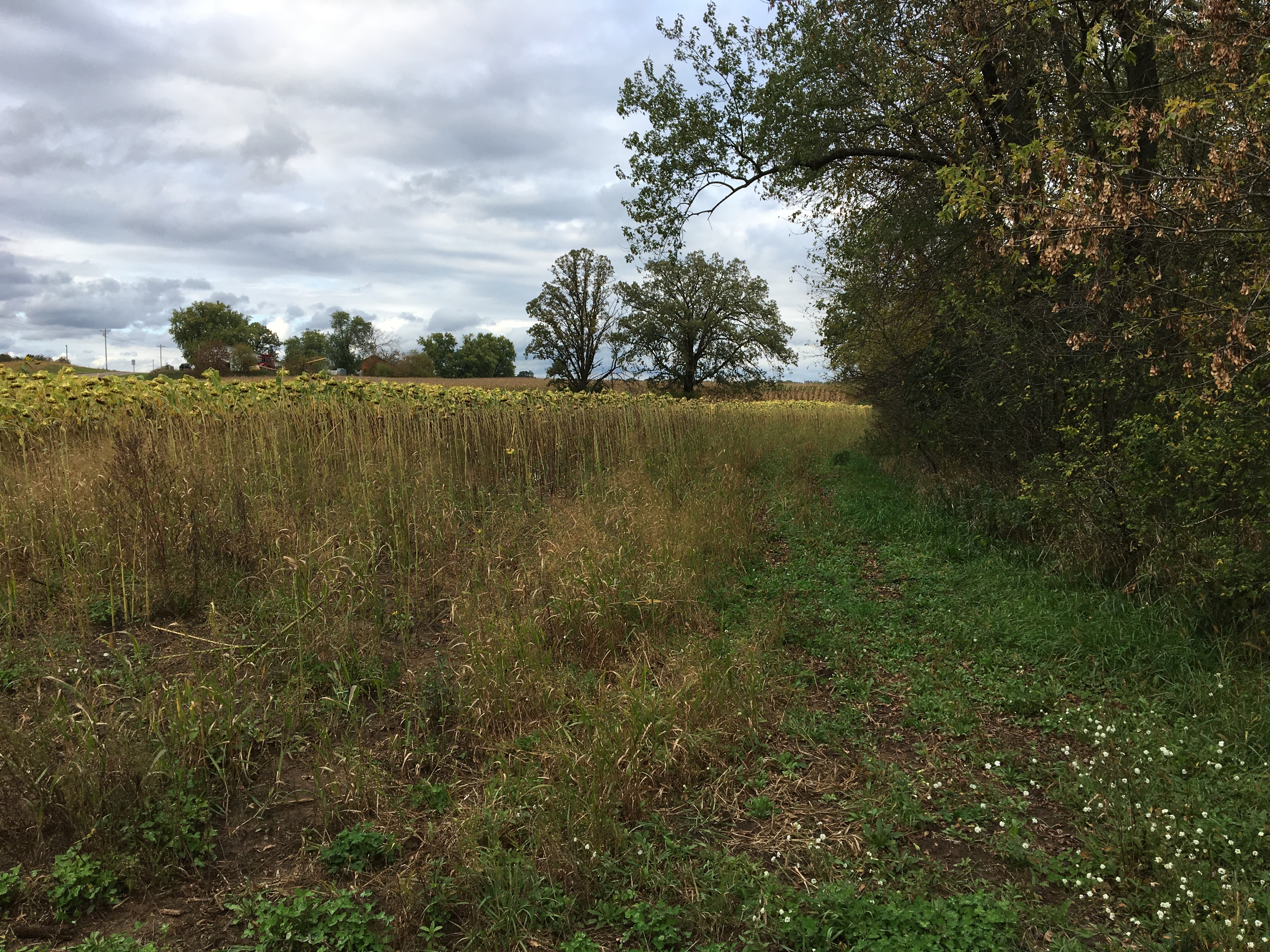 EFC AgSolver software showed that some areas of certain fields, such as shaded woodland edges, were better off left as buffer zones. EFC AgSolver software showed that some areas of certain fields, such as shaded woodland edges, were better off left as buffer zones.