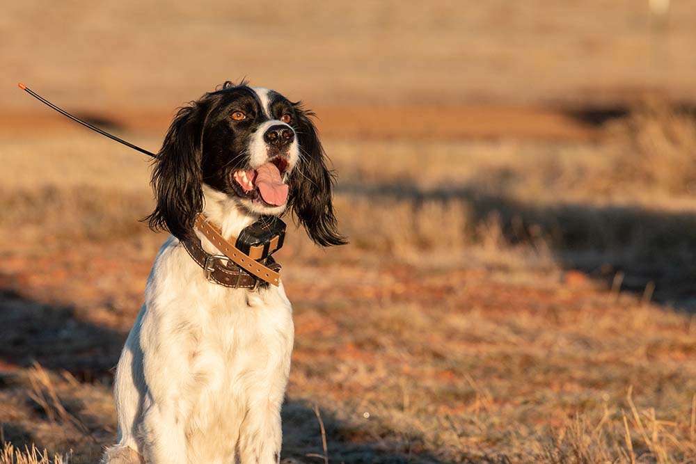 Happy Dogs Equal Happy Hunters