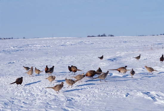 A lack of quality cover can make pheasants susceptible to predators – of both aerial and ground variety.