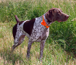 hunting dog with spots