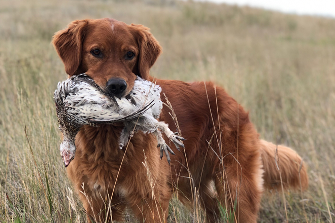 are golden retrievers hunting dogs