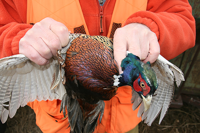 Pheasant, Game know-how