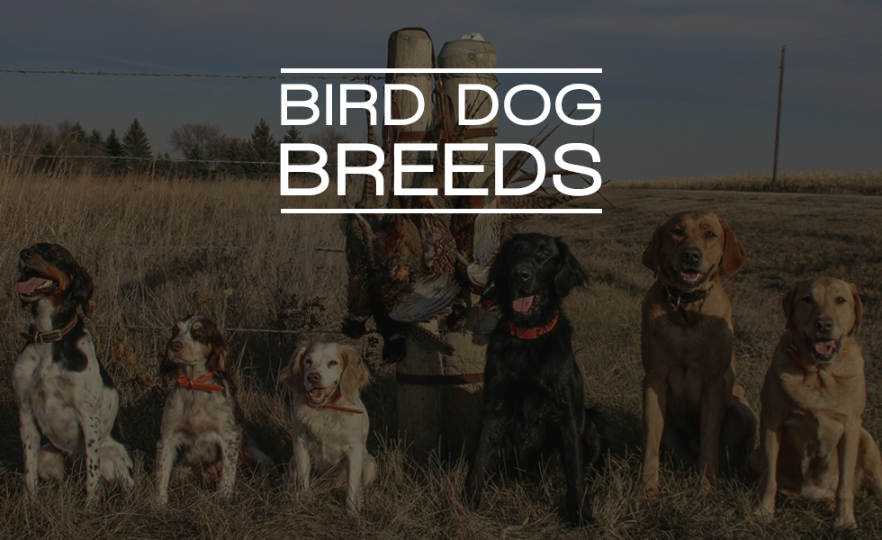 hunting dogs that shed the least