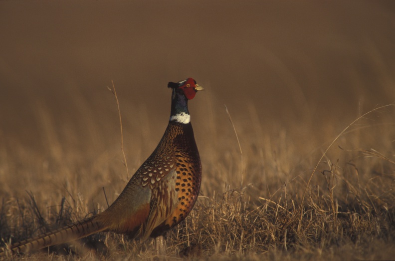 Precision ag practices prove that profitable grain production and wildlife habitat can can do more than coexist. They can thrive together.