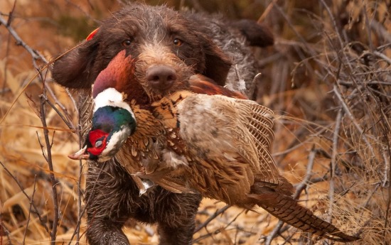 Well-trained bird dogs greatly help pheasant hunters find birds that would otherwise go unrecovered. Photo by Sam Stukel
