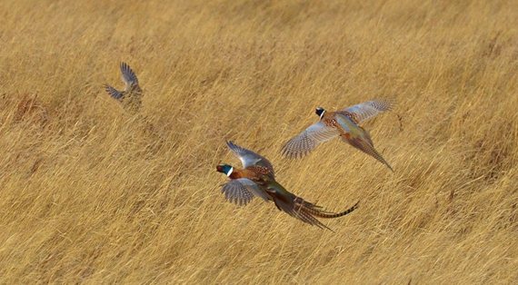 The quantity and quality of upland habitat is what ultimately has the biggest impact on pheasant numbers. Photo by PF Life Member Craig Armstrong