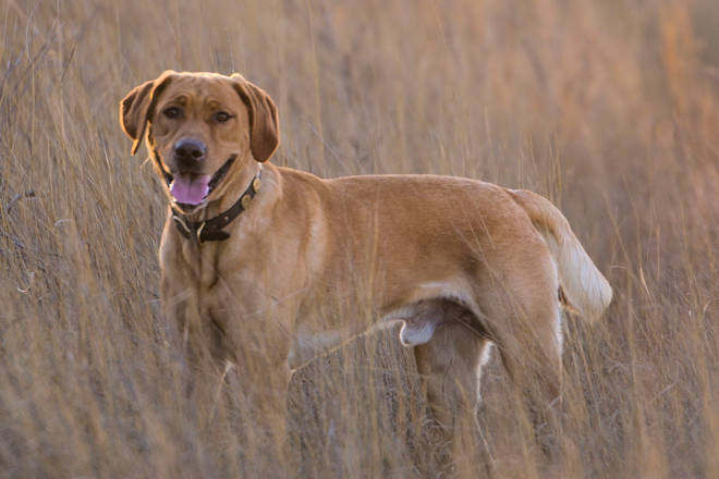 yellow lab with white markings