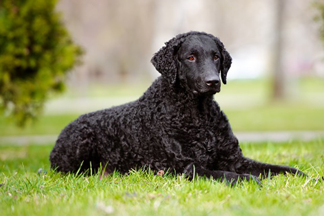 large short haired retriever type dog