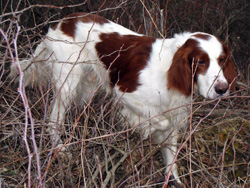 Bird Dog Breeds