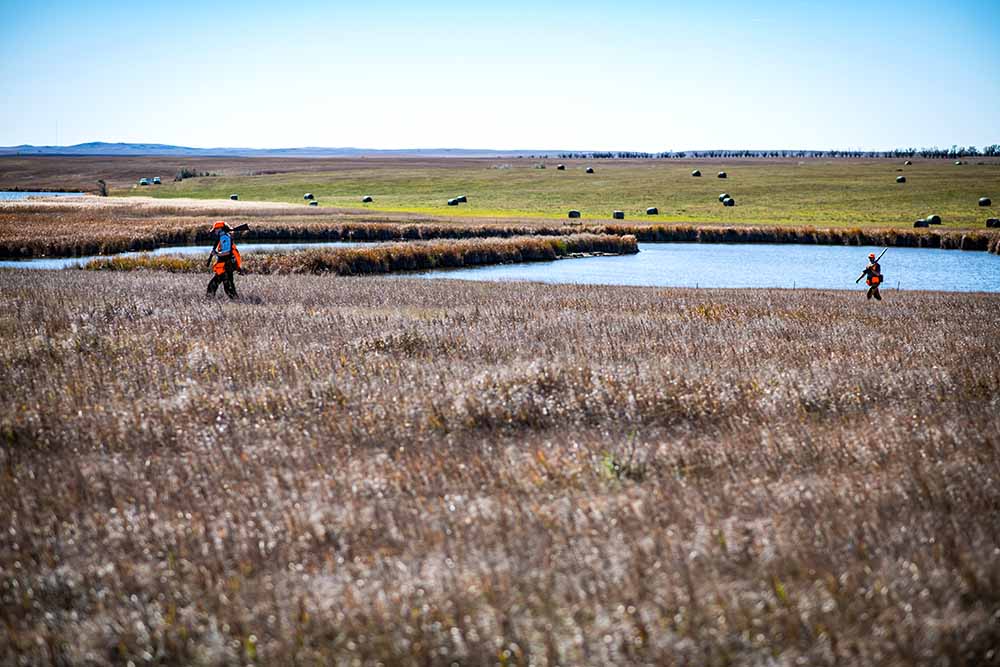 Marissa Jensen and Director of Marketing, Andrew Vavra, worked their way around a cattail slough found in a Wildlife Management Area.