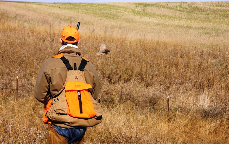 Adjusting season length and bag limits on roosters would have almost no effect on future populations.