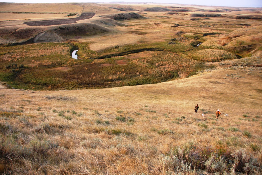 The Central Montana Pheasants Forever chapter acquired this property in order to enhance it as upland game bird habitat and open it to walk-in public hunting. Known as the Pheasants Forever Coffee Creek Block Managment Area, the property is located 6 miles north of Denton in Fergus County.