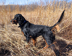 Bird Dog Breeds