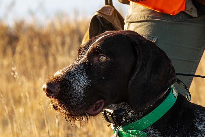 11 month year old GWP, Quill