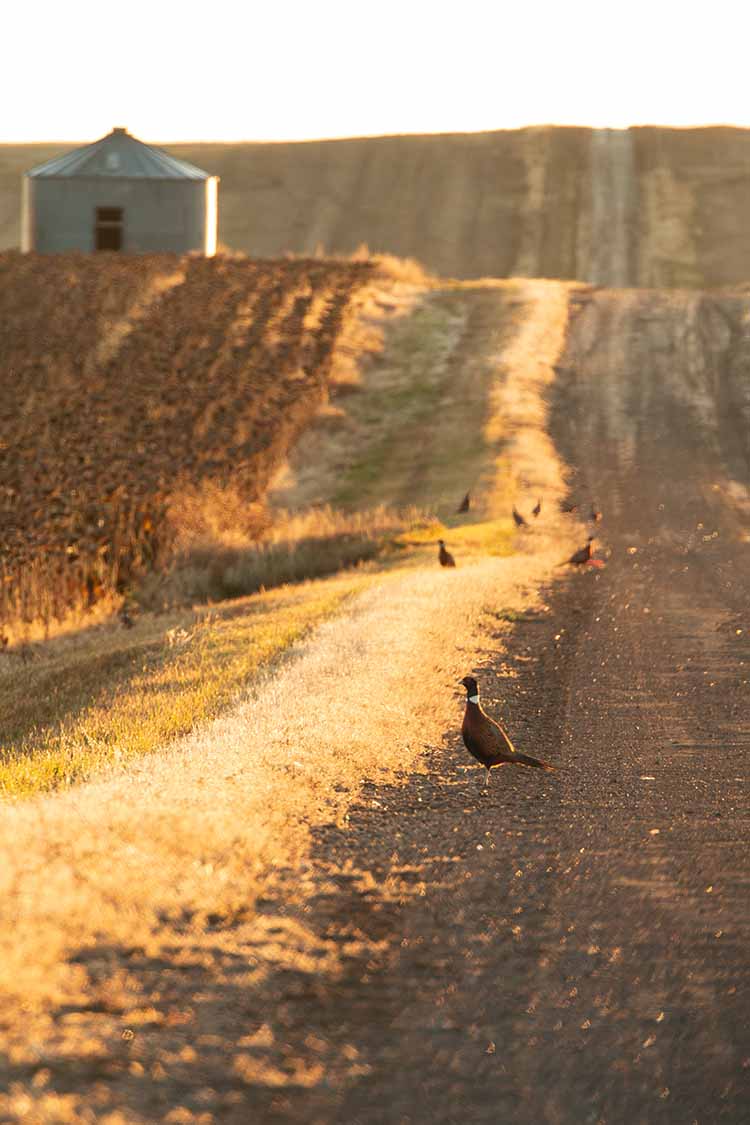 a large sunflower field, a flock of pheasants