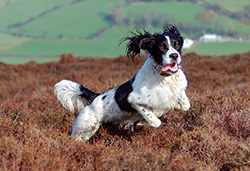Bird Dog Breeds