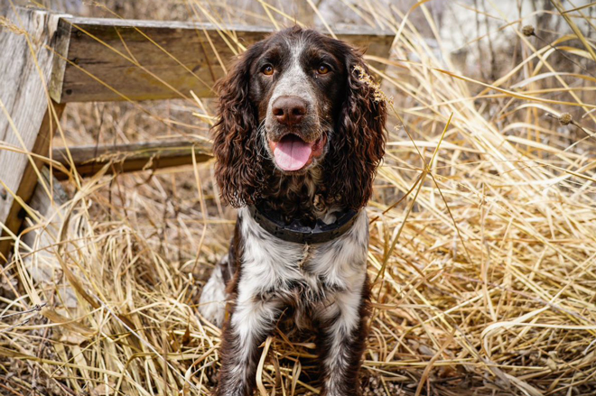 blue gate english springer spaniels