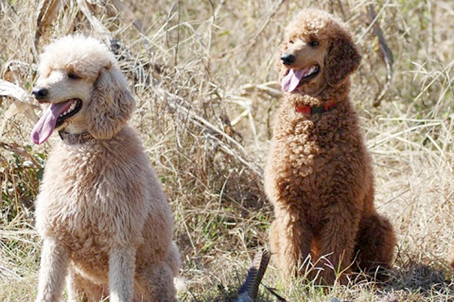 poodles used for hunting