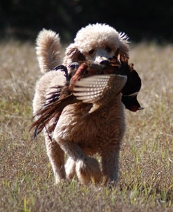 Bird Dog Breeds