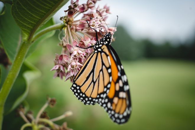 monarch on milkweed